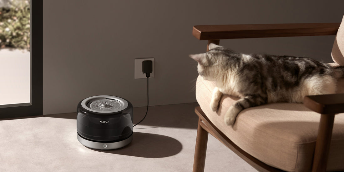 automatyczne poidło dla kota